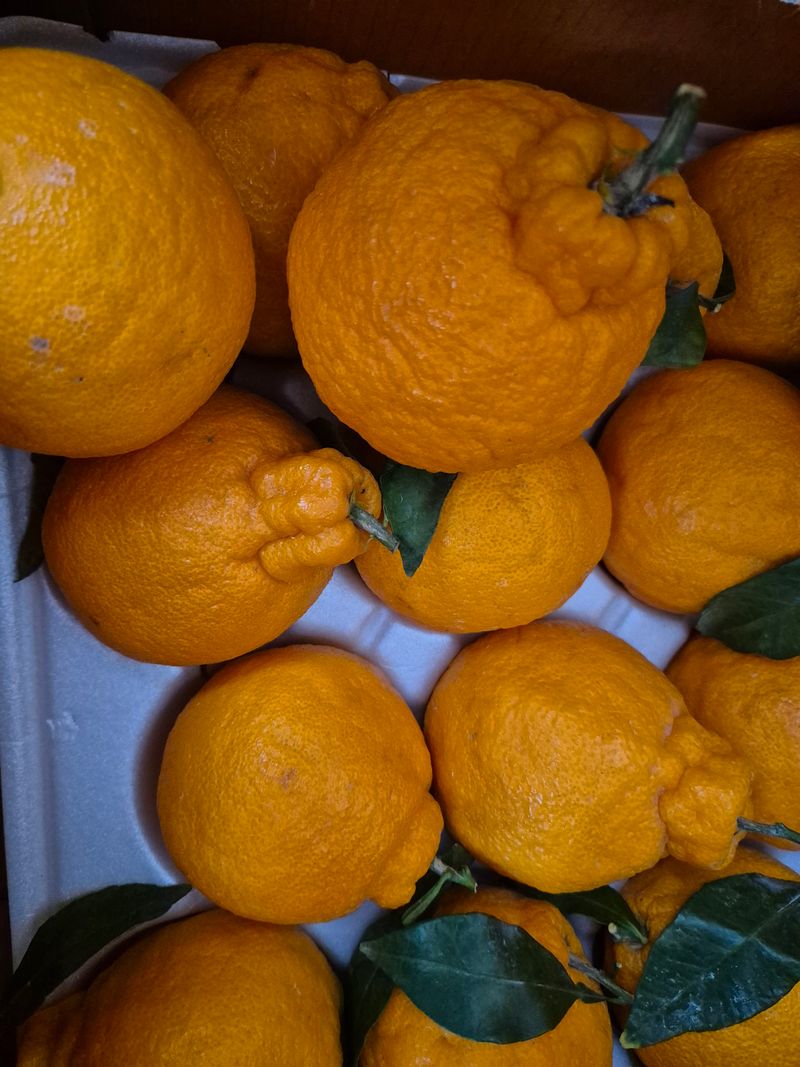 님의 장터 구매 후기 썸네일