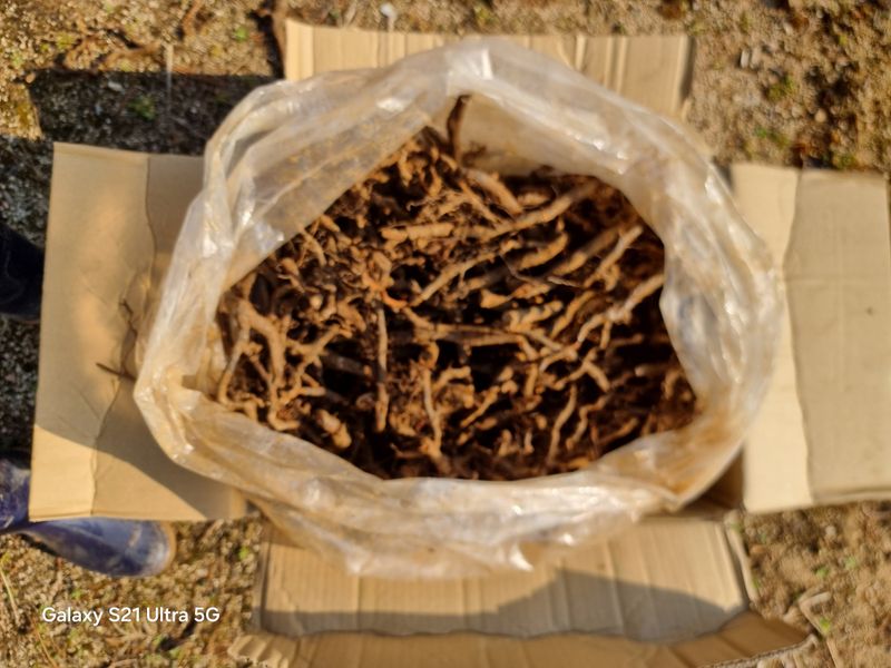 섬노루귀님의 장터 구매 후기 썸네일