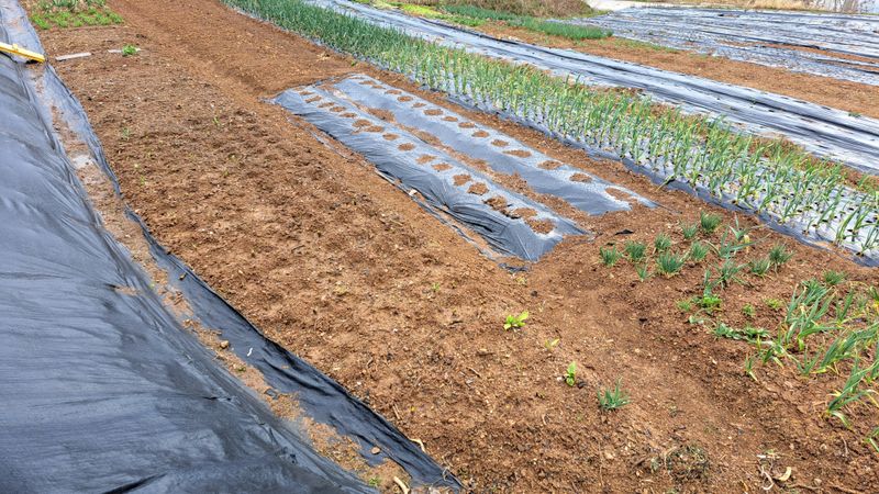 정병묵님의 장터 구매 후기 썸네일