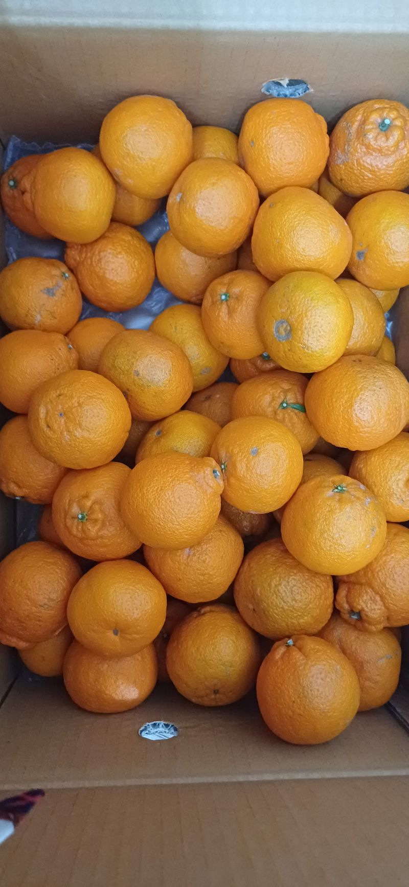 수정엄마입니다!님의 장터 구매 후기 썸네일