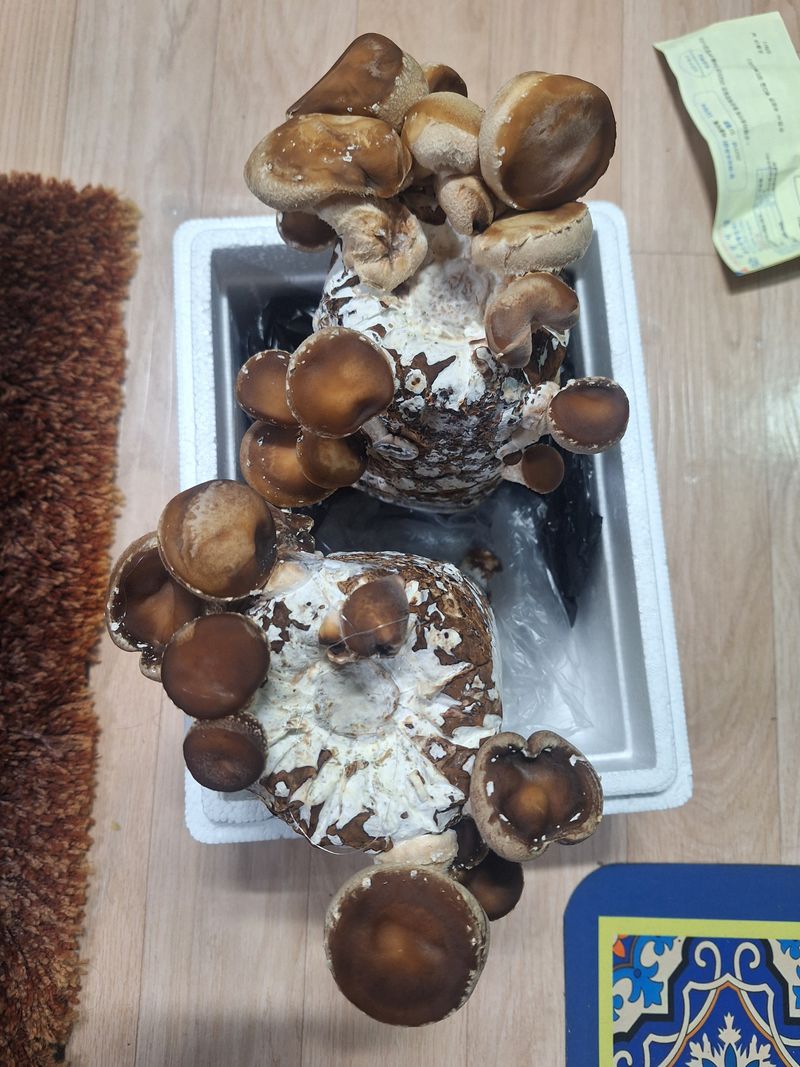 대봉은행나무님의 장터 구매 후기 썸네일