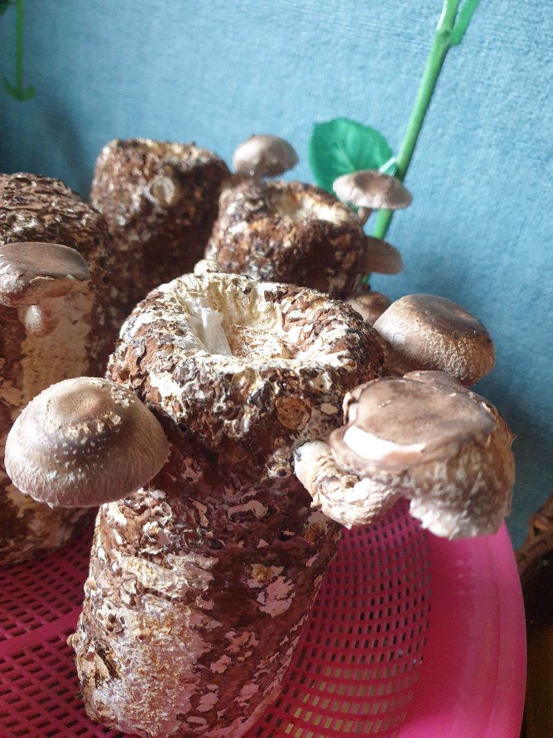 꿀여사농원님의 장터 구매 후기 썸네일