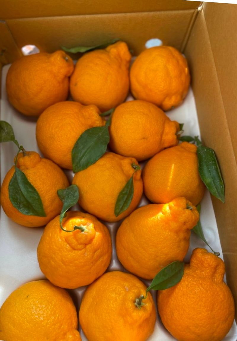 대추18487님의 장터 구매 후기 썸네일