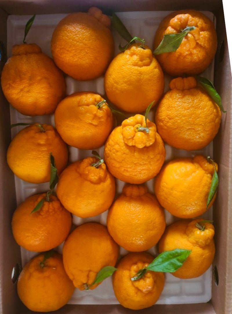 송승기님의 장터 구매 후기 썸네일