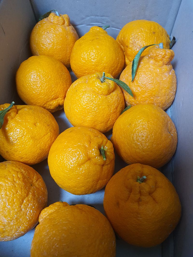 엘림농장님의 장터 구매 후기 썸네일