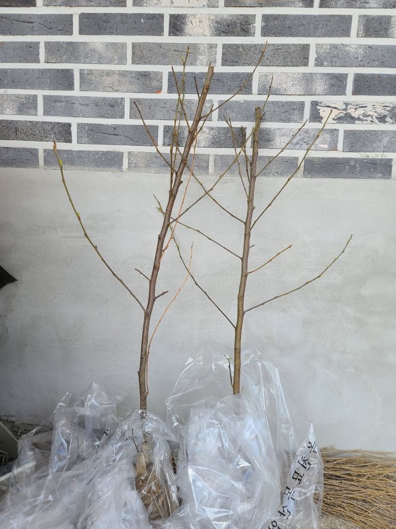 박선화님의 장터 구매 후기 썸네일