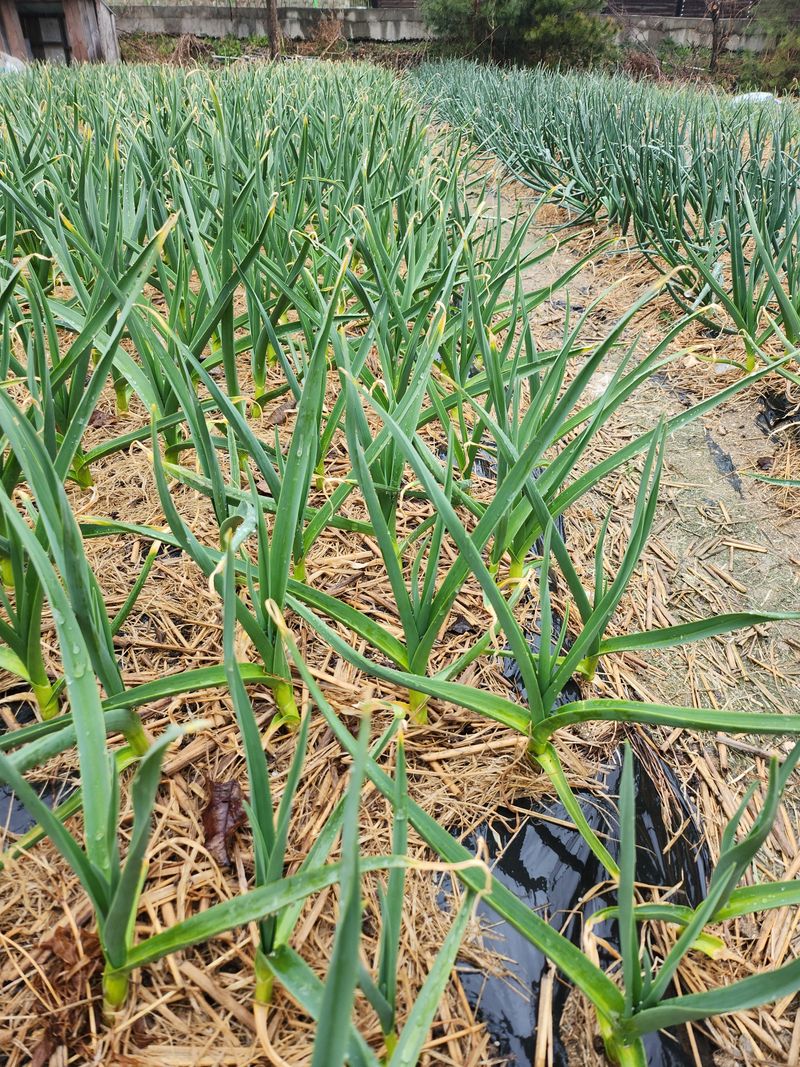 새싹농장님의 장터 구매 후기 썸네일