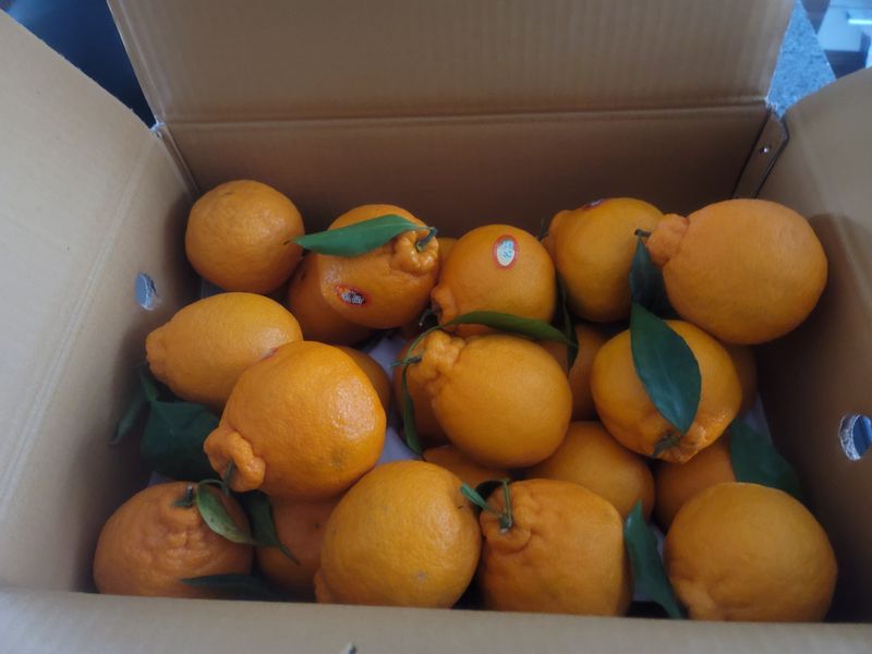 영이님의 장터 구매 후기 썸네일