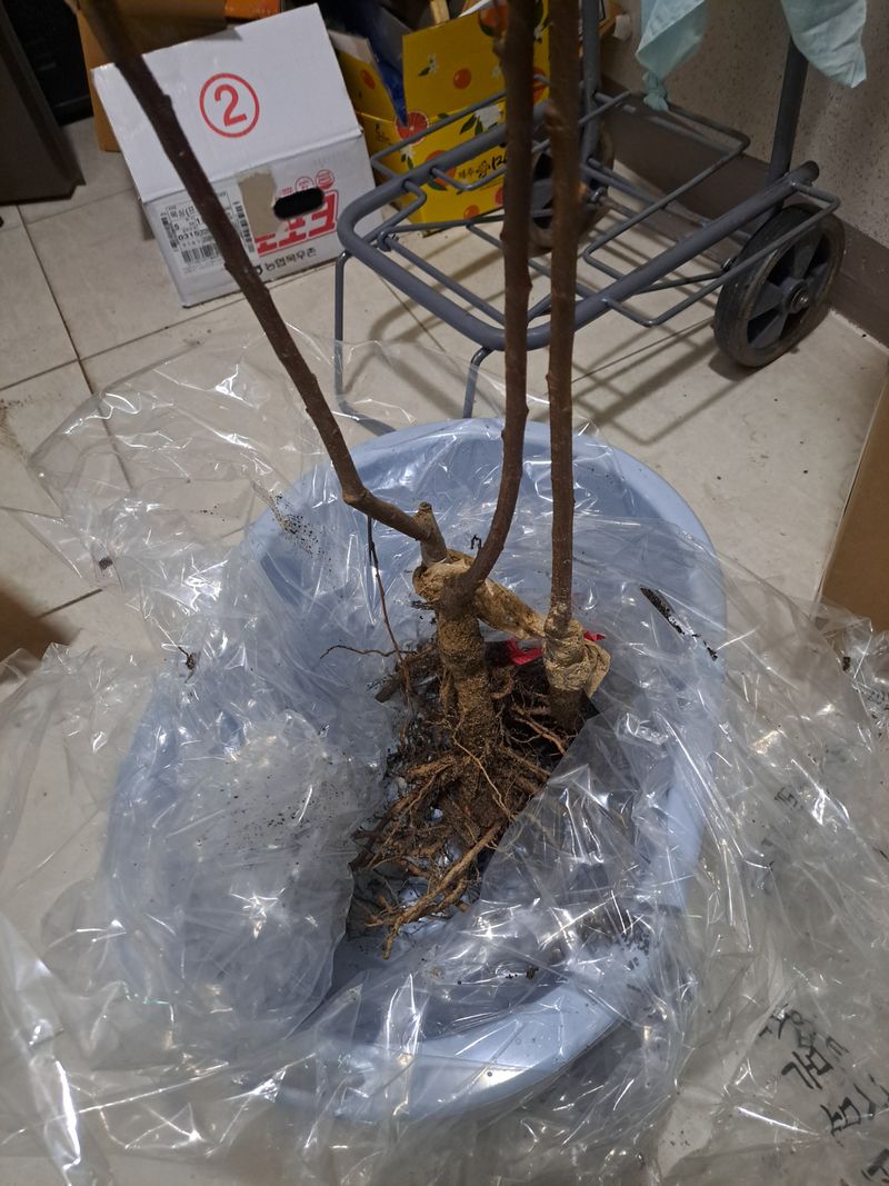 전남무안군박옥주님의 장터 구매 후기 썸네일