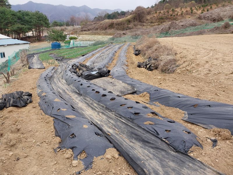 양배추19999님의 장터 구매 후기 썸네일