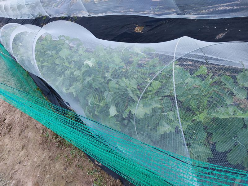 양배추19999님의 장터 구매 후기 썸네일