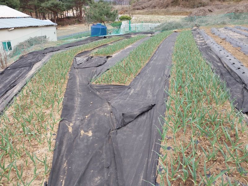 양배추19999님의 장터 구매 후기 썸네일