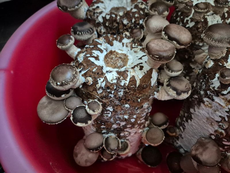 정일식님의 장터 구매 후기 썸네일