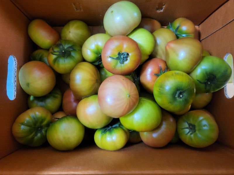 장승환님의 장터 구매 후기 썸네일