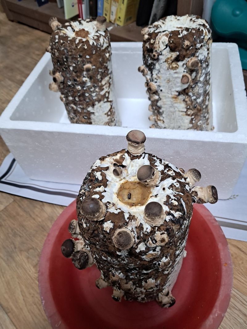 귤14339님의 장터 구매 후기 썸네일