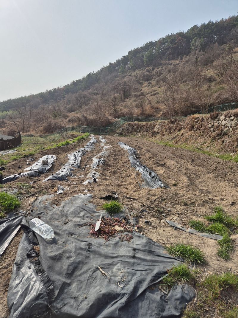 시골농부뜨돌이님의 장터 구매 후기 썸네일