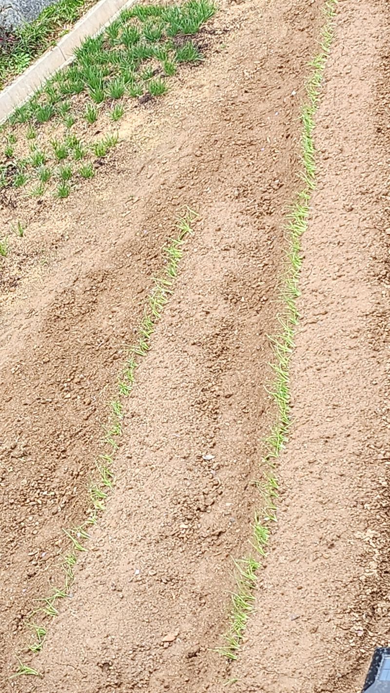 옥수수15533님의 장터 구매 후기 썸네일