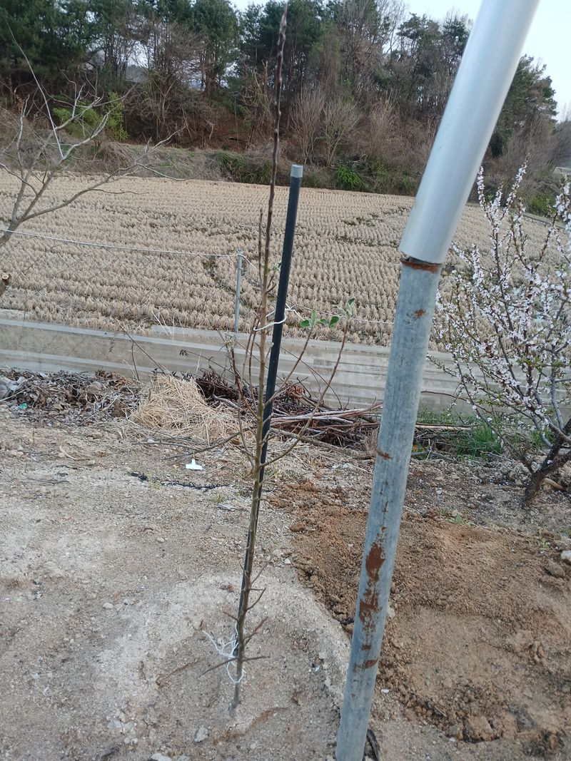 소나무님의 장터 구매 후기 썸네일