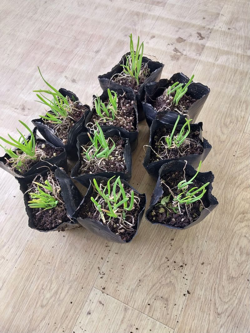 마늘19863님의 장터 구매 후기 썸네일