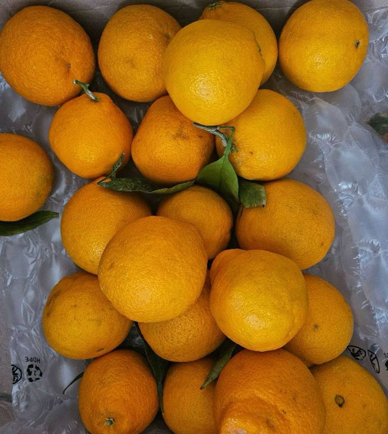 대추18487님의 장터 구매 후기 썸네일