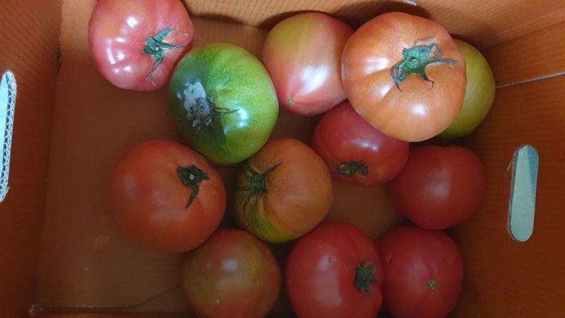 이경영 님의 장터 구매 후기 썸네일