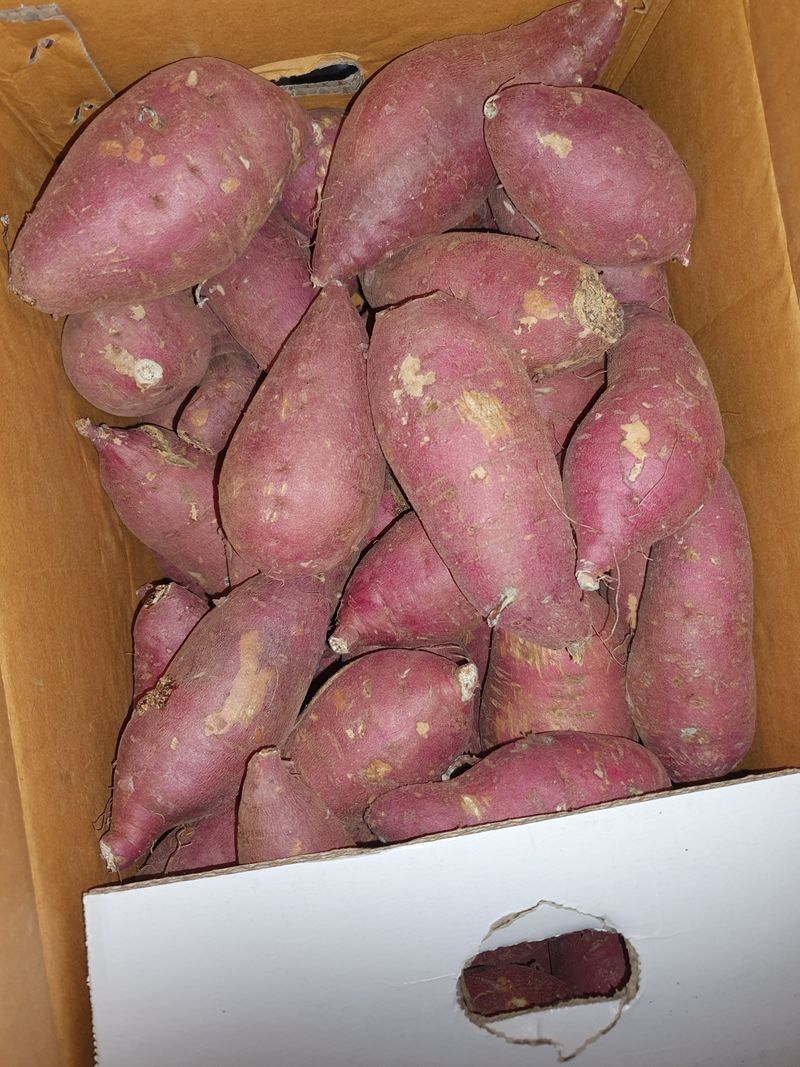 벼님의 장터 구매 후기 썸네일