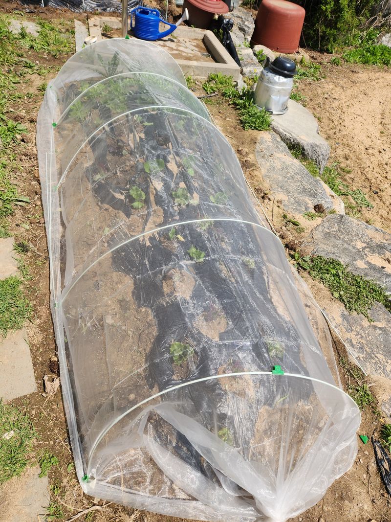 딸기12896님의 장터 구매 후기 썸네일