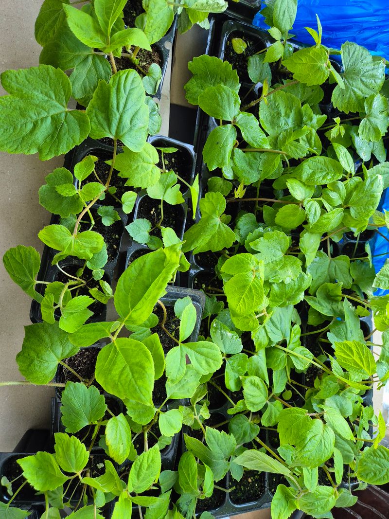 어설푼도시농부님의 장터 구매 후기 썸네일