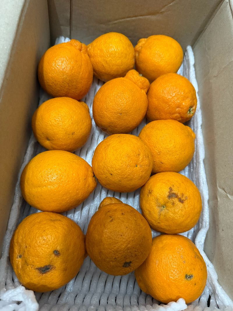 매화경님의 장터 구매 후기 썸네일