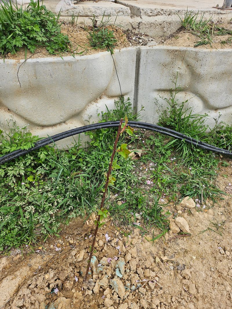 김치명님의 장터 구매 후기 썸네일