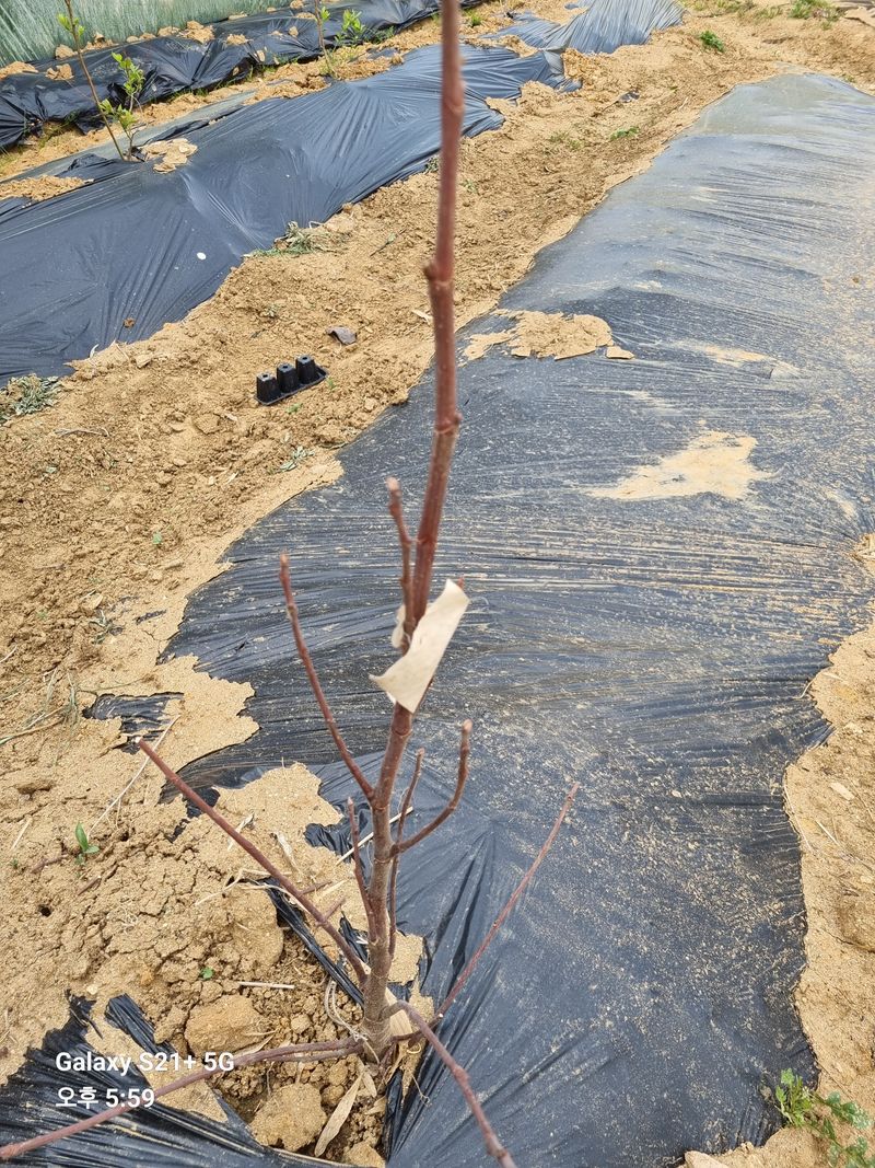 태풍한가름님의 장터 구매 후기 썸네일