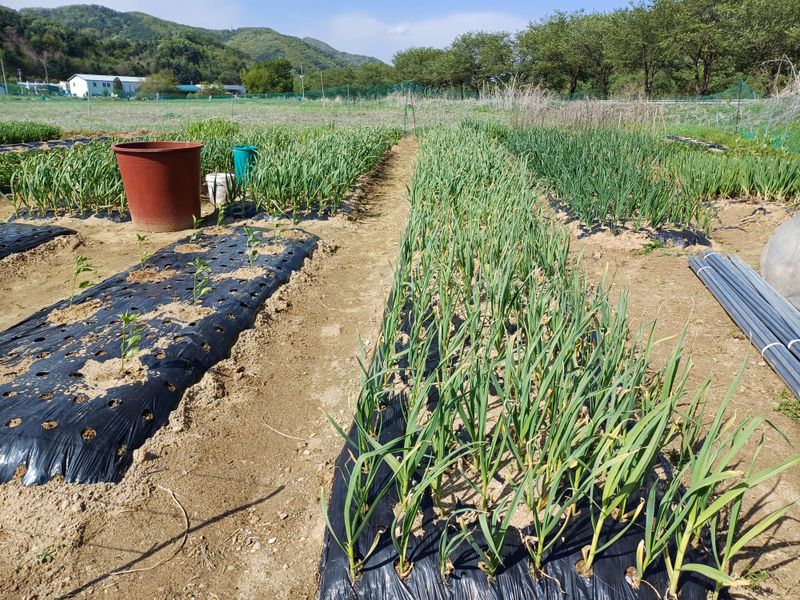 남궁봉님의 장터 구매 후기 썸네일
