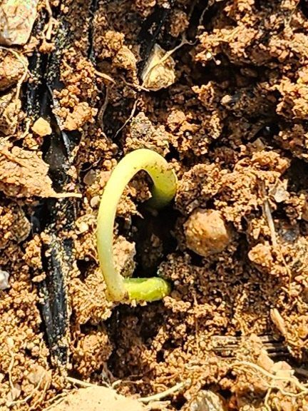 강화 산.해.감국님의 장터 구매 후기 썸네일