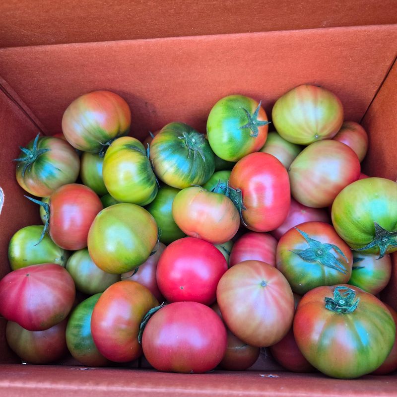 임영심님의 장터 구매 후기 썸네일