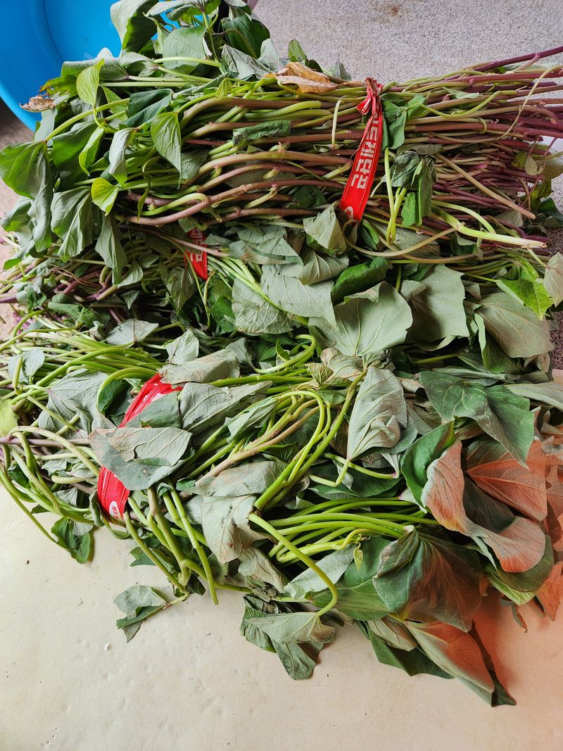 칠보산돌배님의 장터 구매 후기 썸네일