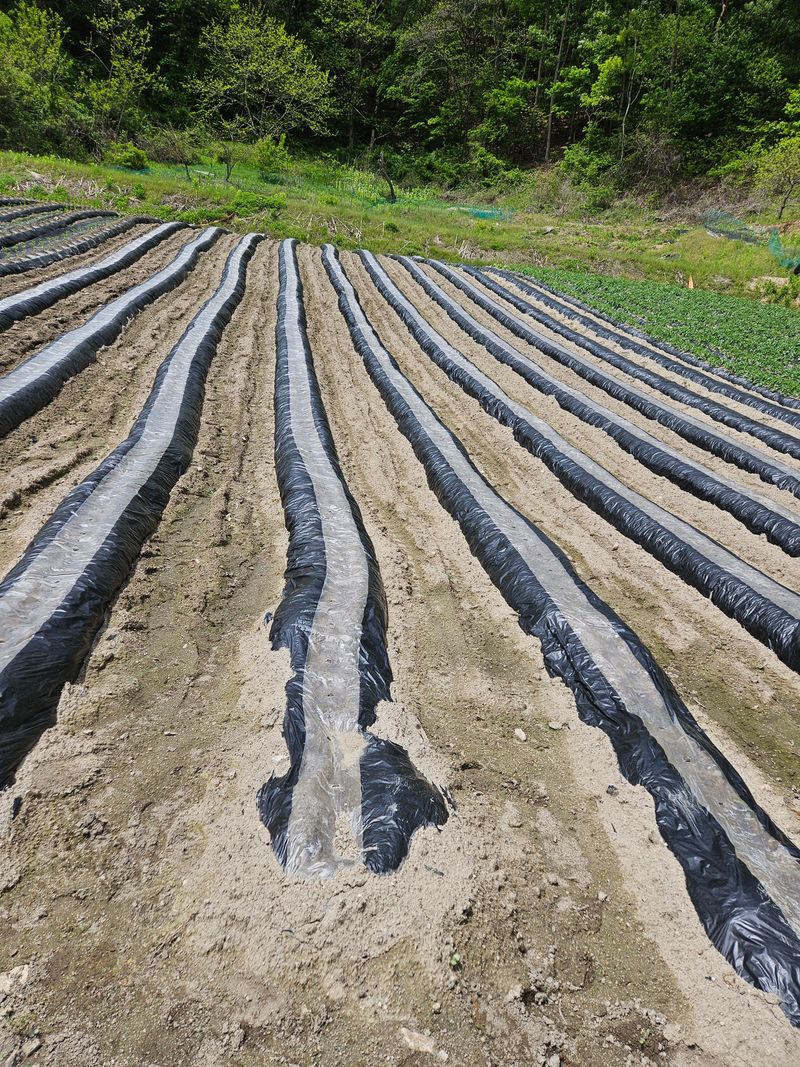 조우상님의 장터 구매 후기 썸네일