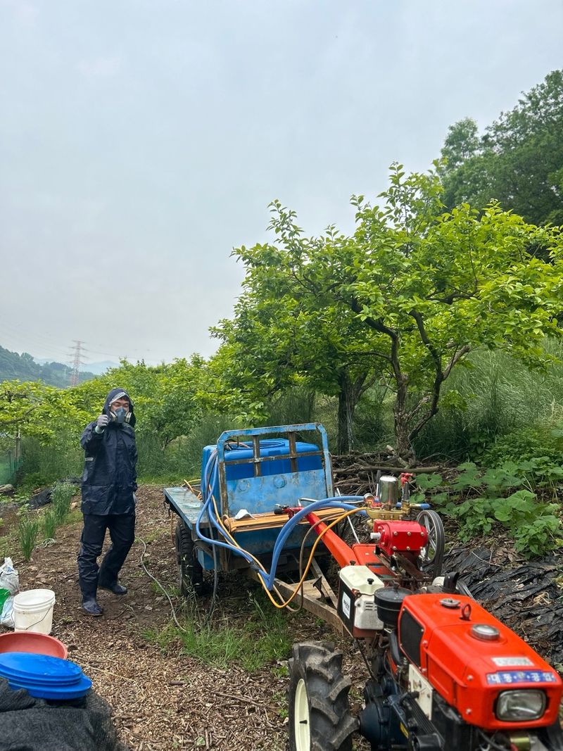 단감대봉시금치당님의 장터 구매 후기 썸네일
