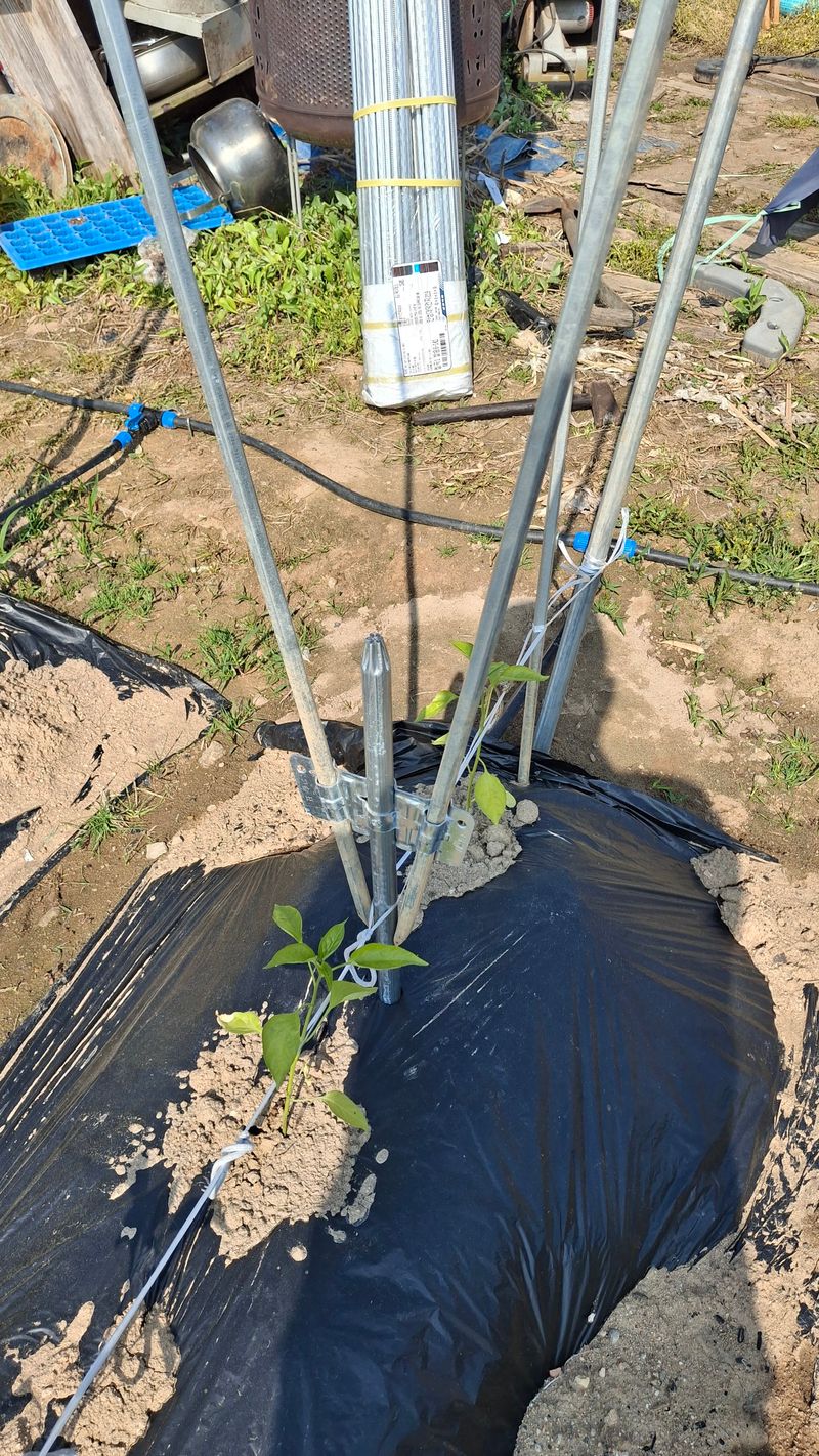 마수거리님의 장터 구매 후기 썸네일