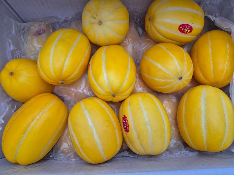 님의 장터 구매 후기 썸네일