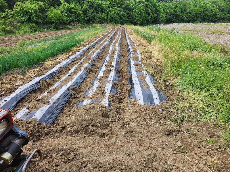 남기하님의 장터 구매 후기 썸네일