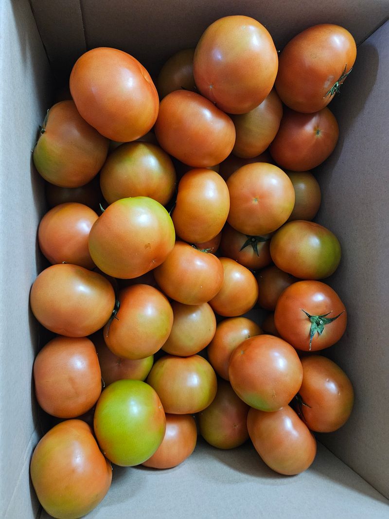 탑세기촌놈님의 장터 구매 후기 썸네일