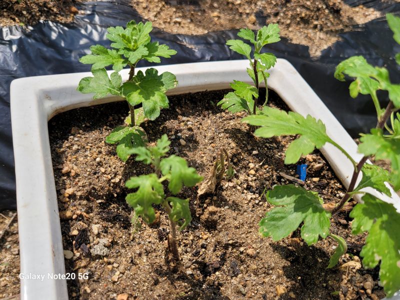 이  동 호님의 장터 구매 후기 썸네일