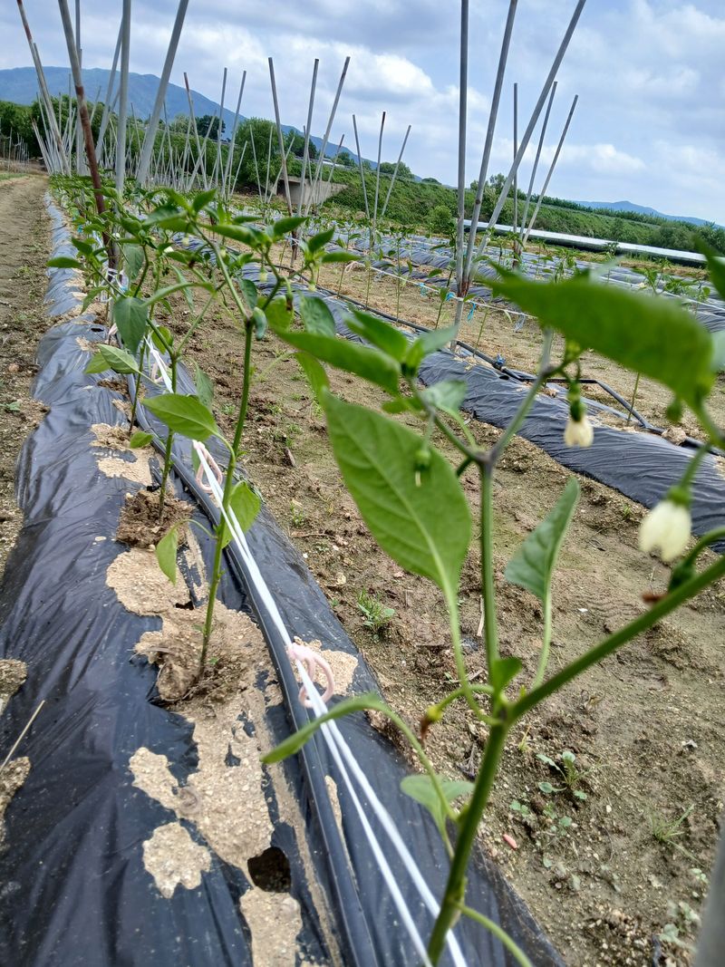 맞춤포도 드론방제님의 장터 구매 후기 썸네일