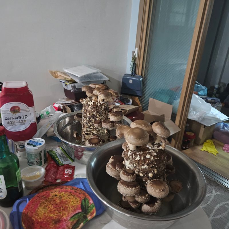 김현우님의 장터 구매 후기 썸네일