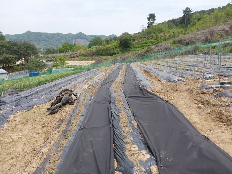 양배추19999님의 장터 구매 후기 썸네일