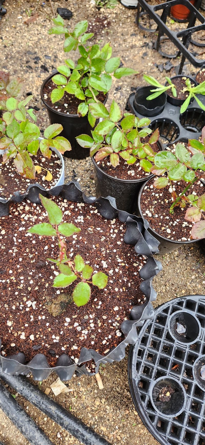 한중리님의 장터 구매 후기 썸네일
