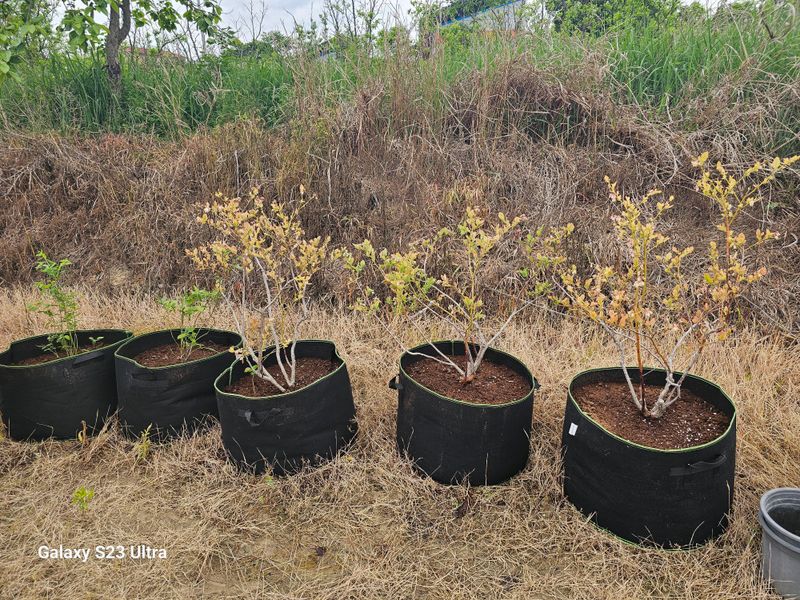 황종현님의 장터 구매 후기 썸네일