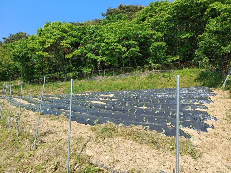 채기섭님의 장터 구매 후기 썸네일