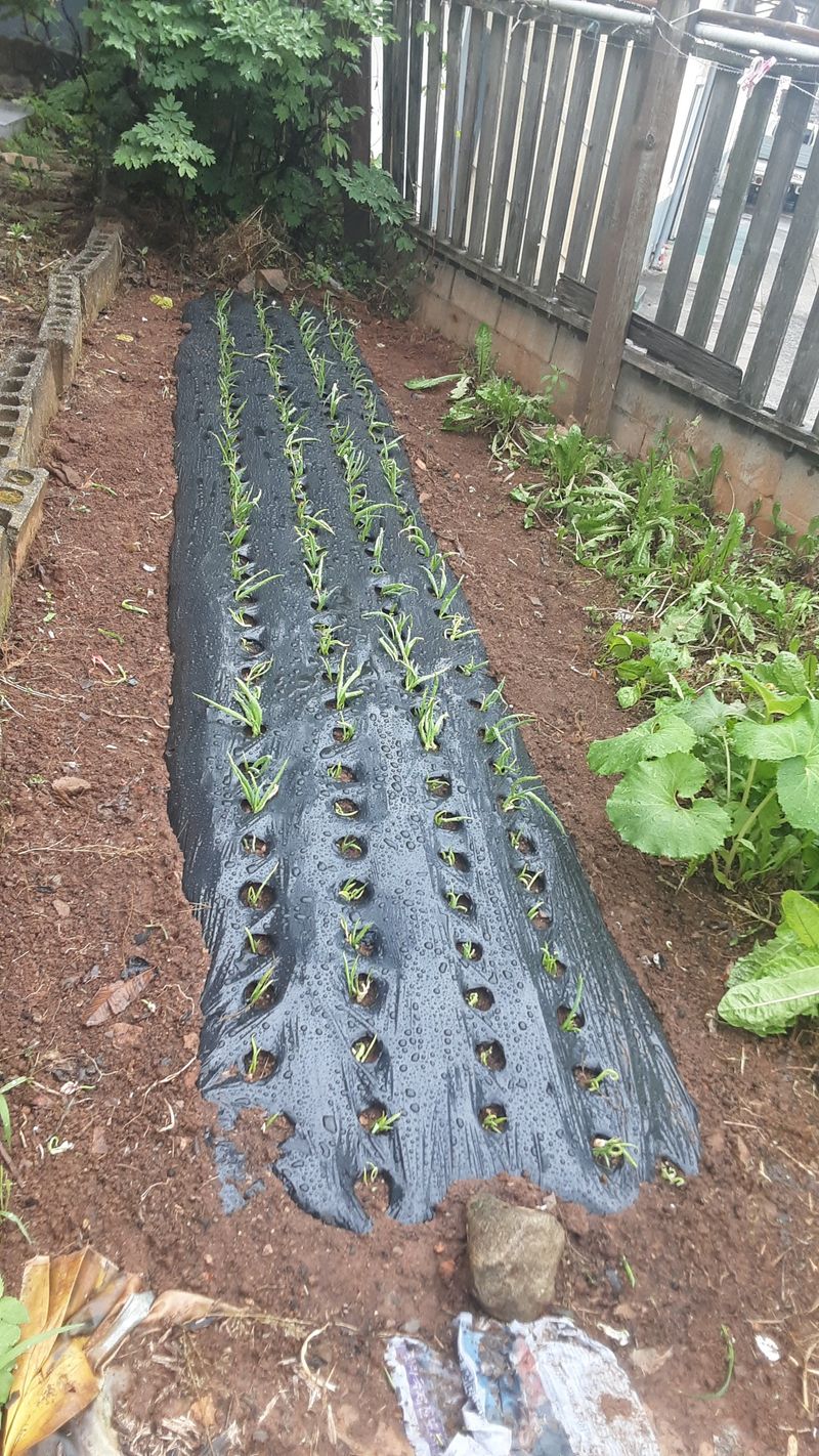 옥수수1071님의 장터 구매 후기 썸네일