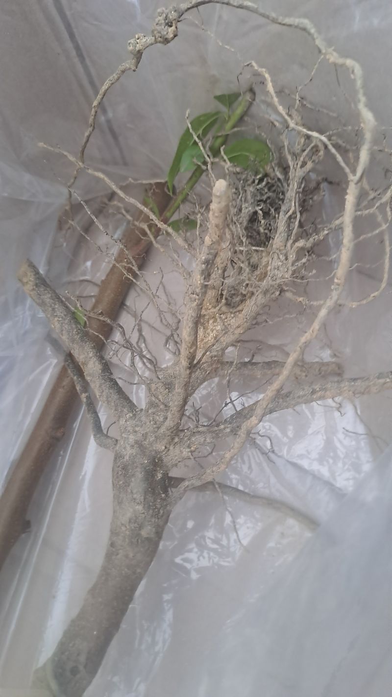 서은숙님의 장터 구매 후기 썸네일